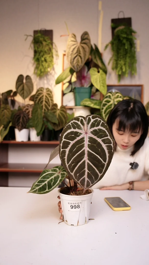 完全开放998  绝绝紫