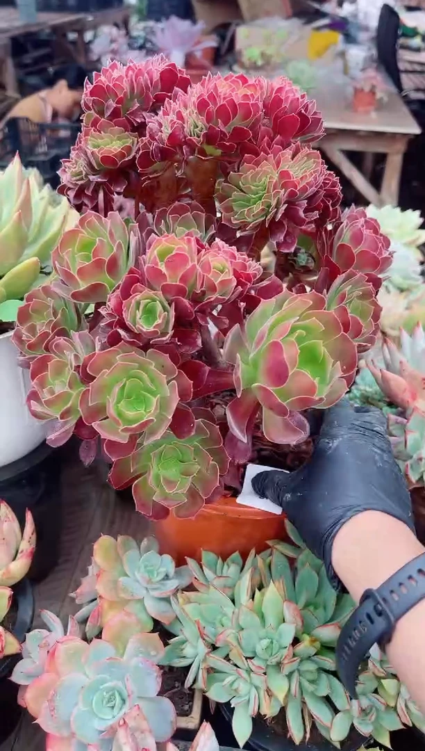 牛*果多肉植物一物一拍18086