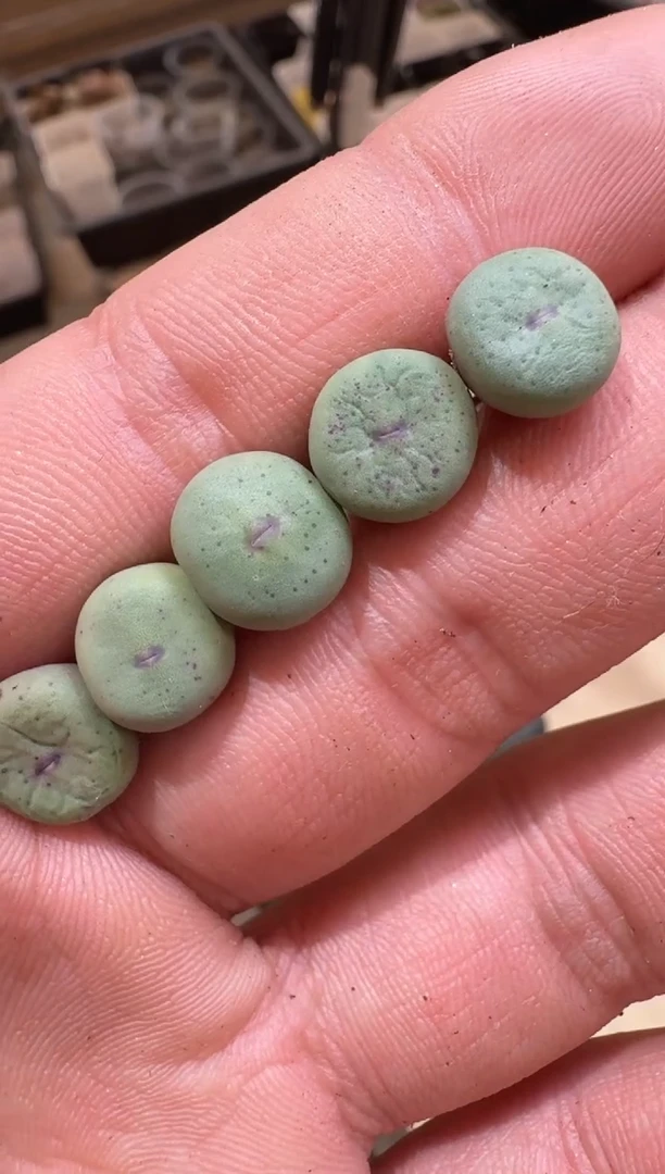 16多肉植物肉锥SB1199红嘴一颗