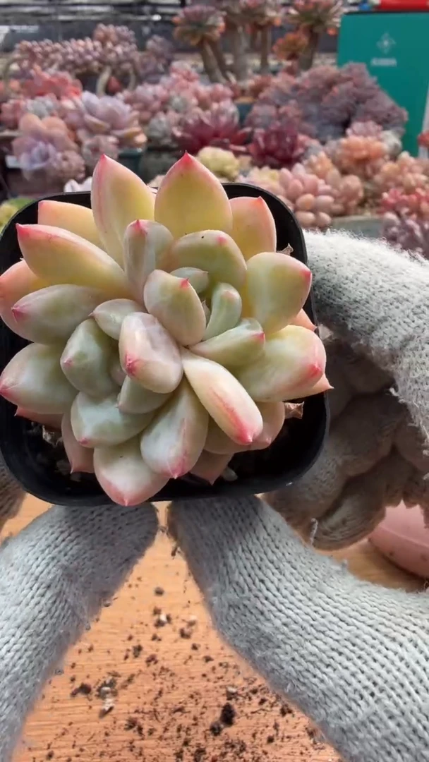 东云多肉园三店-70