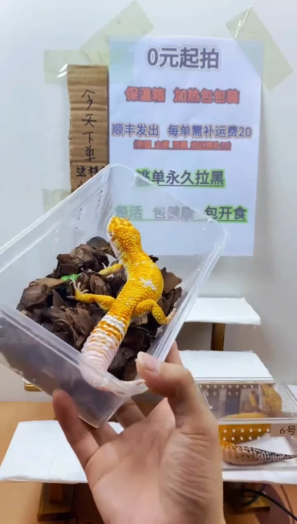 豹纹守宫豹纹守宫幼苗亚成体成体肥尾
