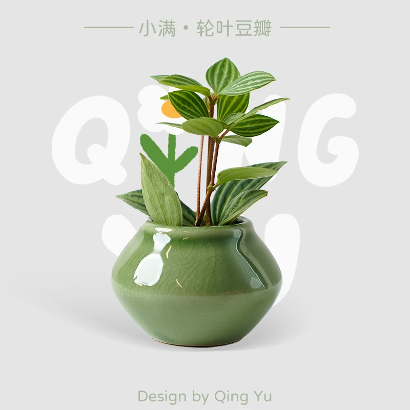 【轮叶豆瓣】花卉绿植盆栽室内网红植物好养活的客厅办公室桌面摆件