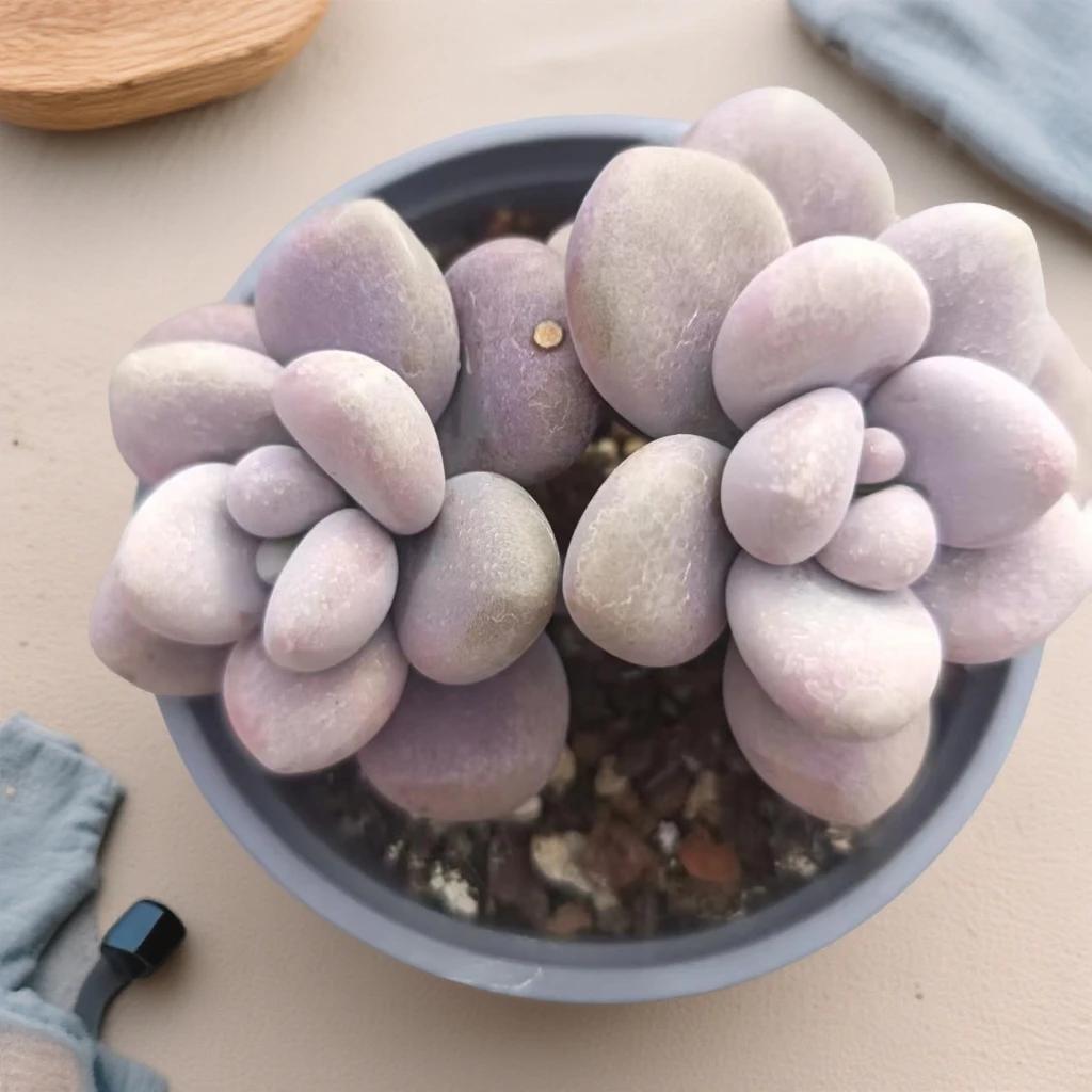 【桃蛋】(拼满15元包邮)室内盆栽净化绿植盆栽大棚多肉