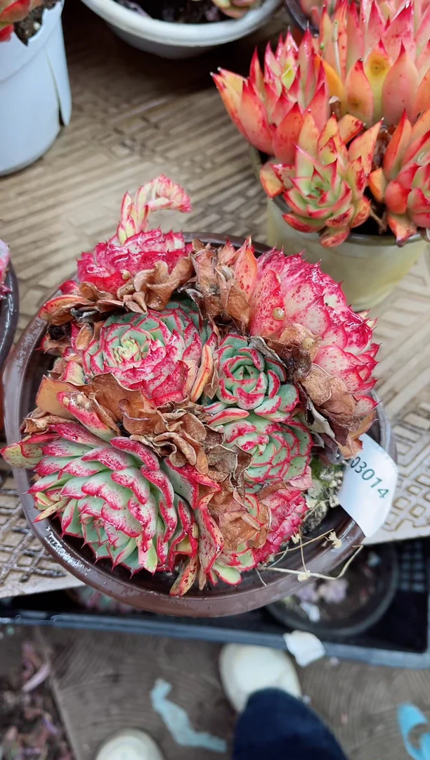 【闪购商品】03014