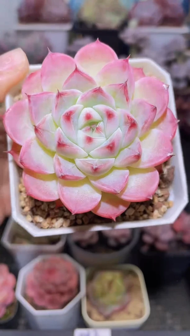 【闪购商品】171克拉珍妮多肉