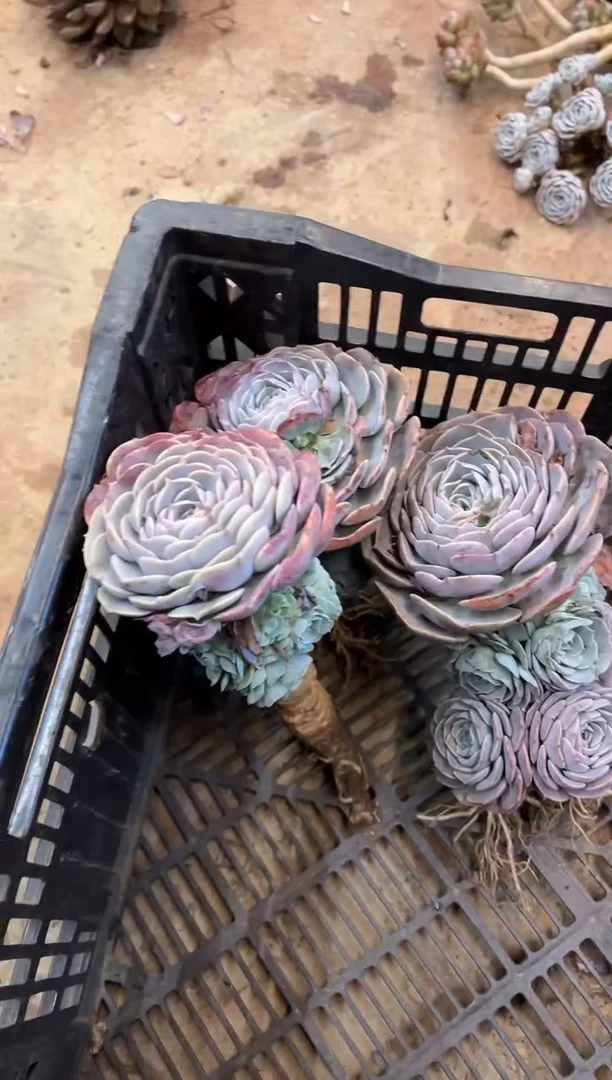 应*       A121号￥15