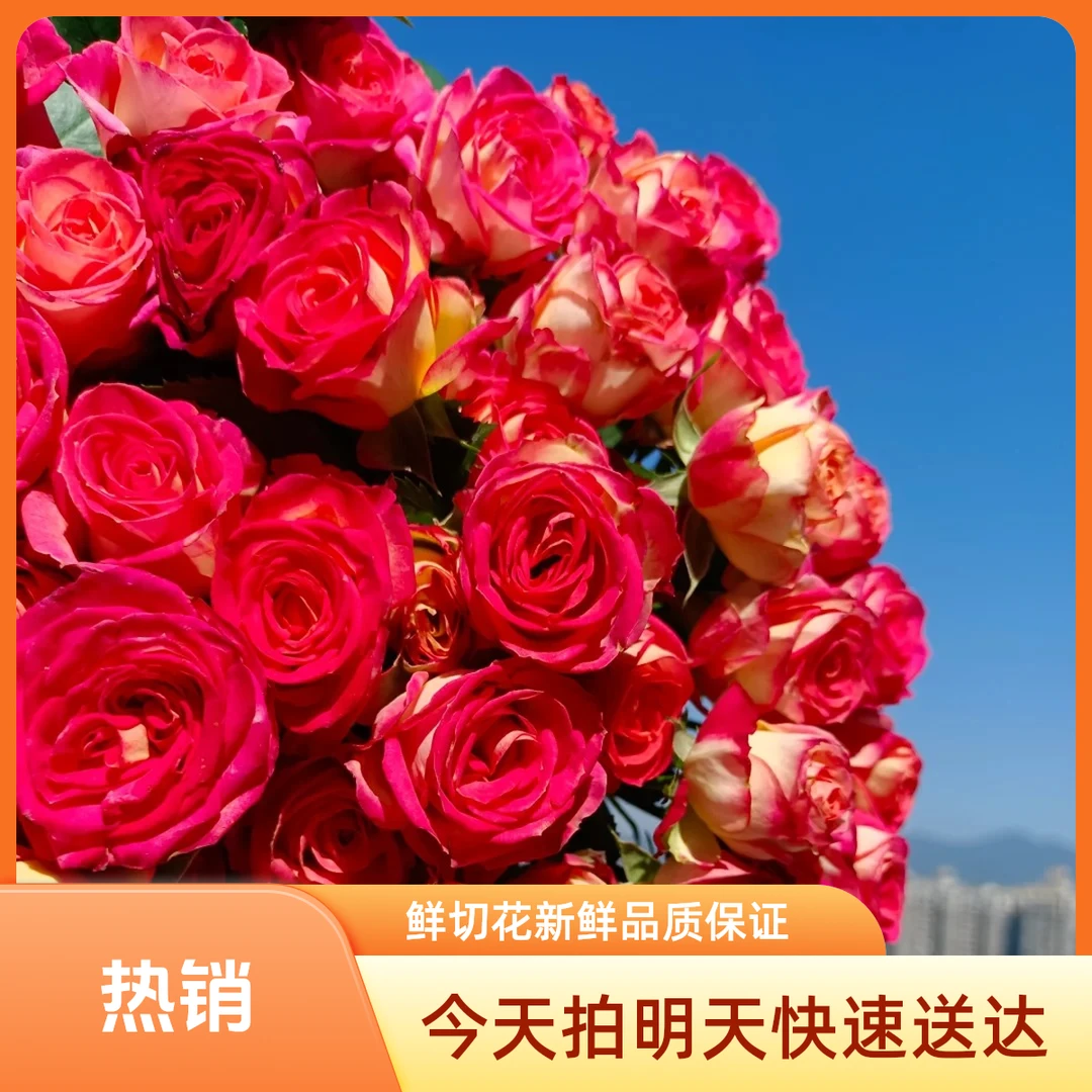 【次日达】爱丽丝多头玫瑰生活鲜花次日达今天下单明天就到两单升级顺丰包邮三单送花瓶基地直发现采现发