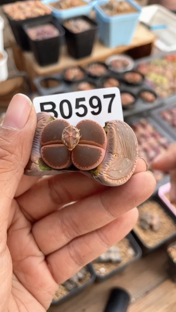 【闪购商品】0597直播一物一拍