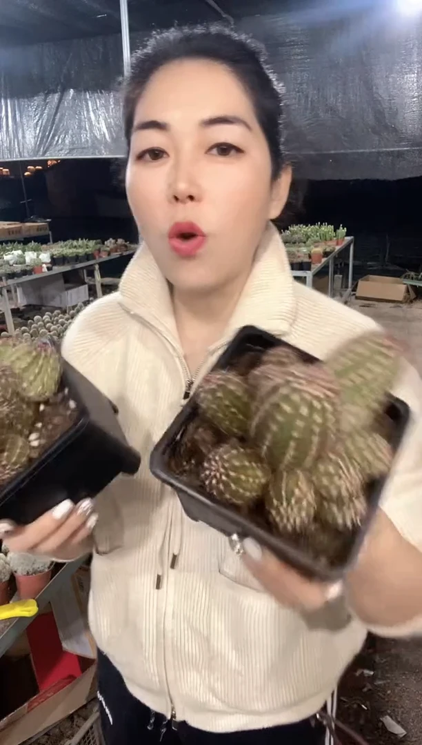 多头青花虾仙人球