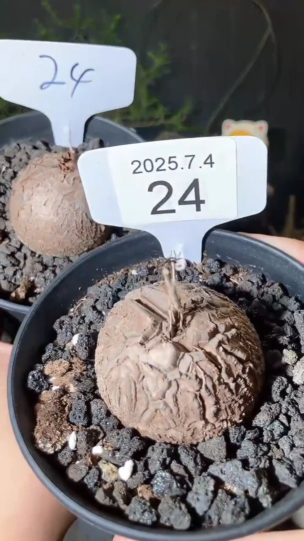 24号704福利南非龟甲龙买1送1个