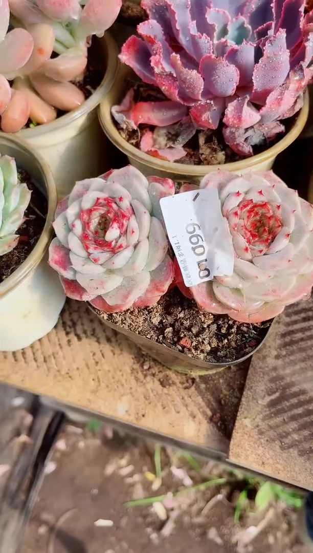 x*…跃跃精品多肉01099