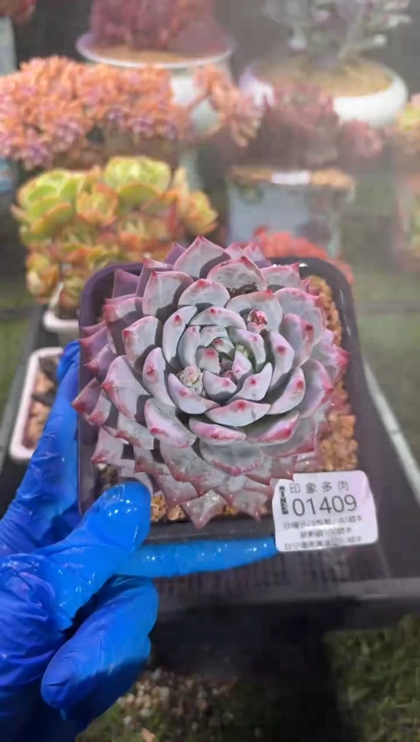 【闪购商品】01409