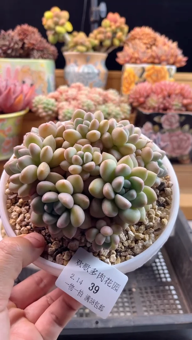 【闪购商品】2.14-39泡泡糖