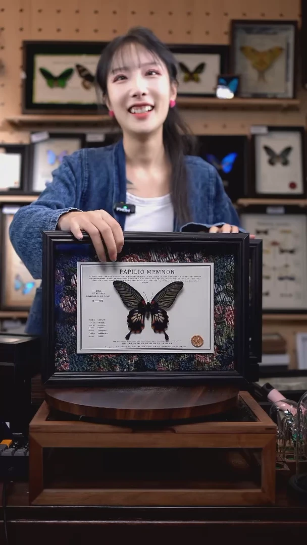 美凤蝶雌蝶带尾新版本花布底横版