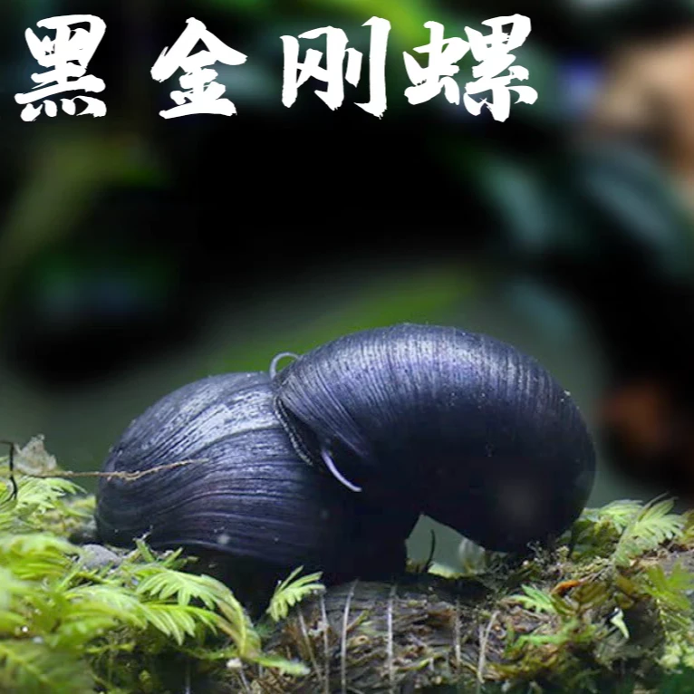 【老吴精选好物】黑金刚螺 （三单发货）