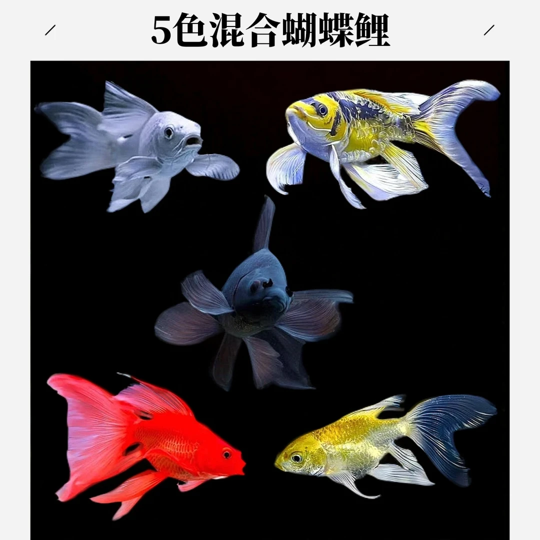 5色混合小金鱼蝴蝶鲤观赏鱼冷水淡水鱼冷水鱼观赏鱼包邮