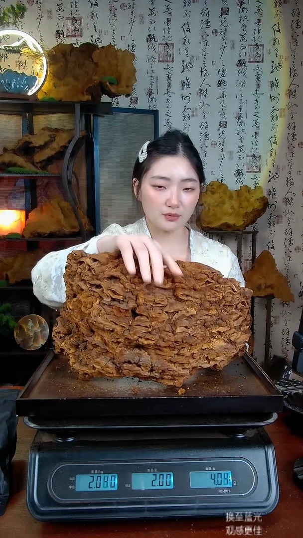 松针层孔菌中国大陆【藏区 野生】松树桑黄（3.86斤）40-50年份