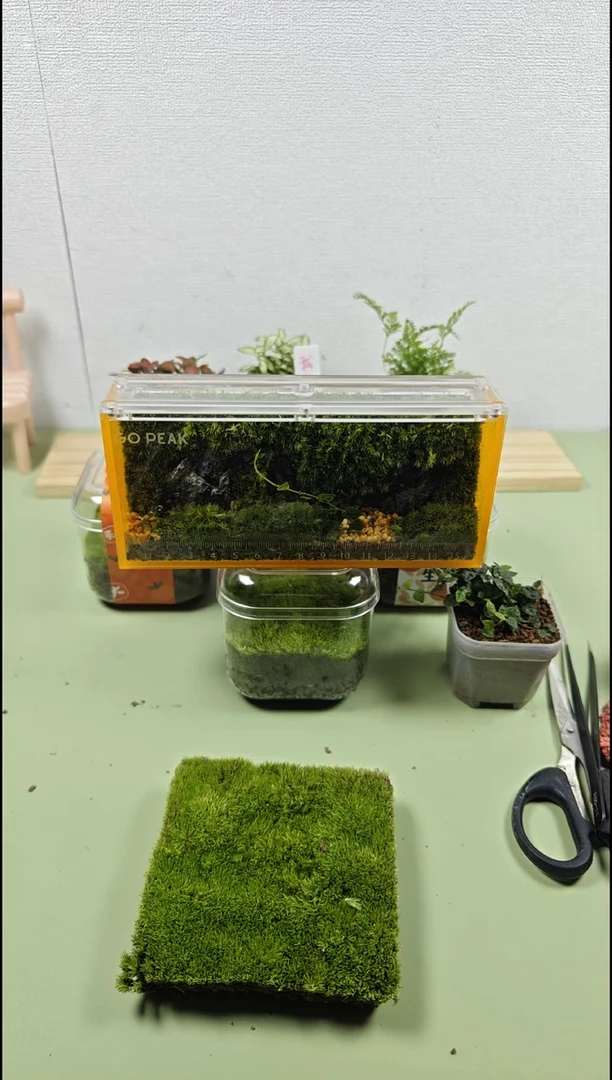 完全开放龙兰立面观藓盒苔藓微景观