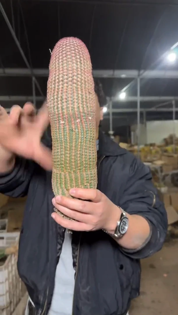 高20cm+ 红太阳【带根】