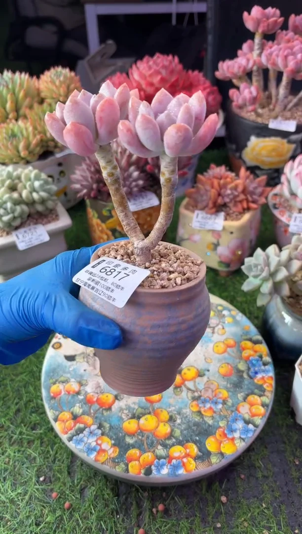 昆明印象多肉6817