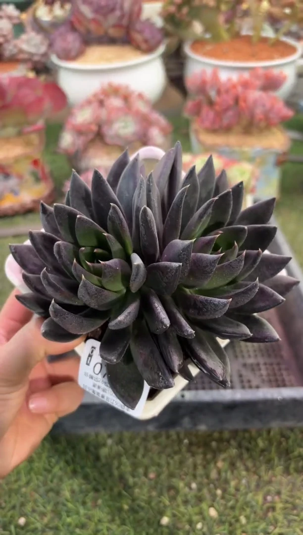 【闪购商品】07147