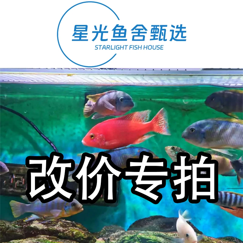 星光鱼舍甄选 改价专用