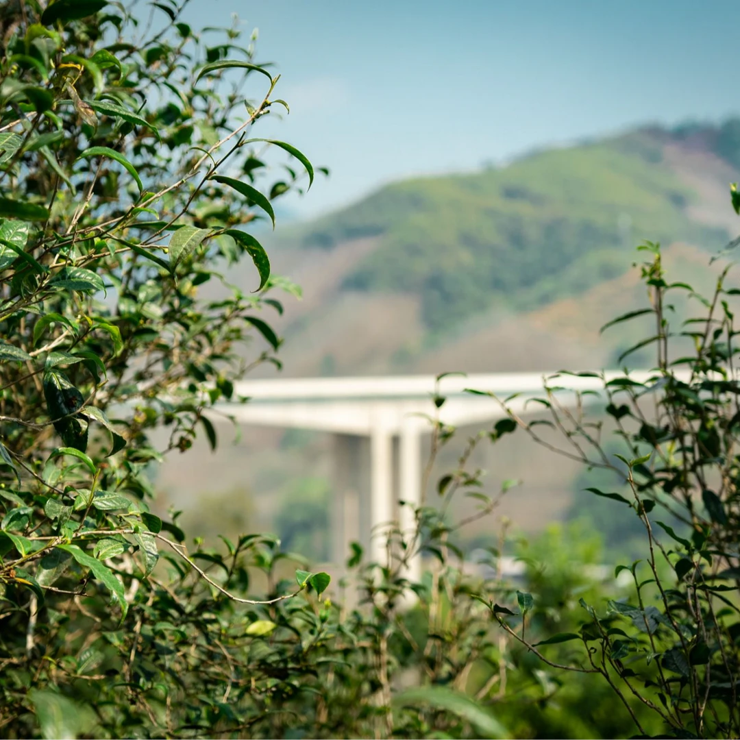 沧山集2025春茶季上新通用链接{拆封不退}