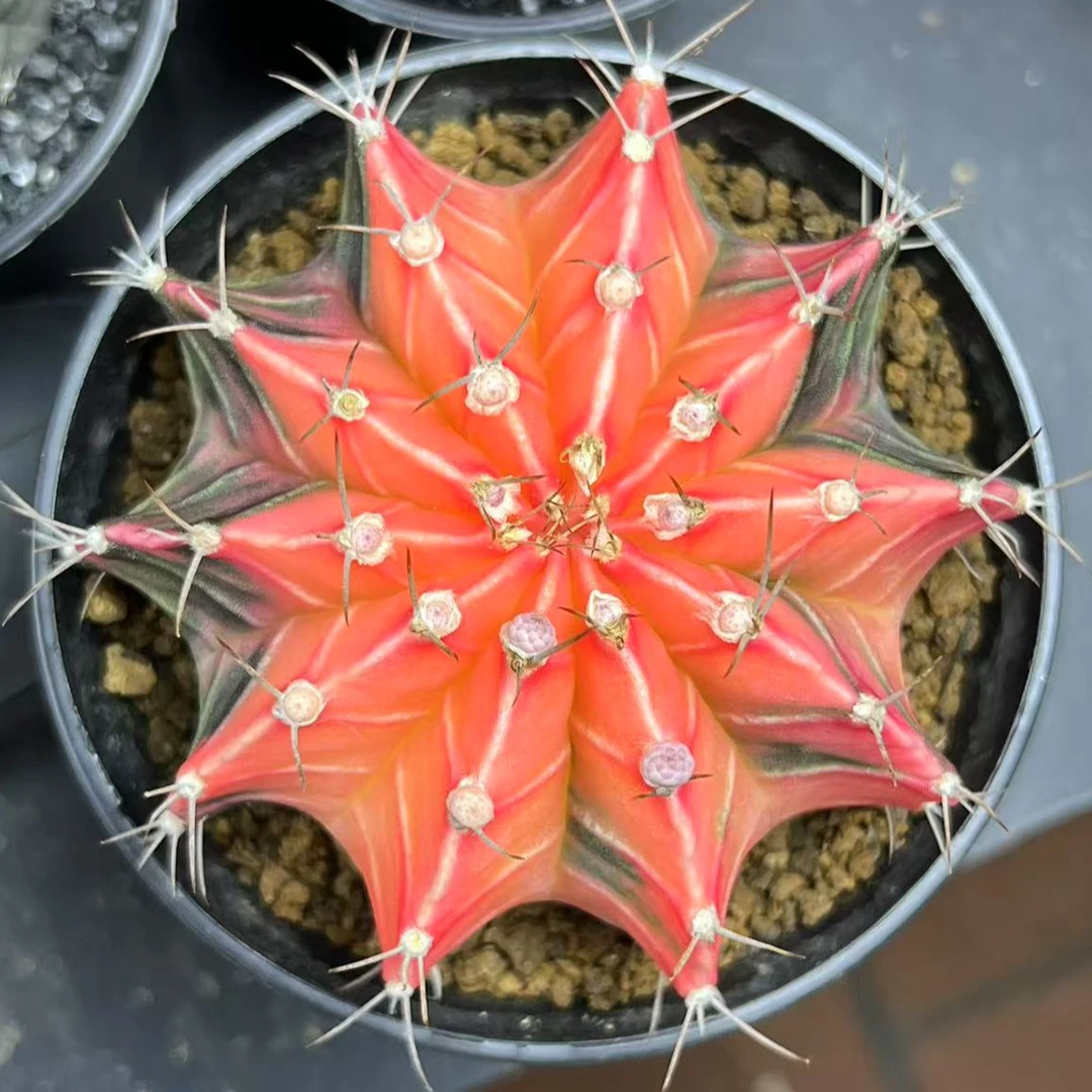 泰系纯锦仙人球彩色肋骨植物室内好养小盆栽