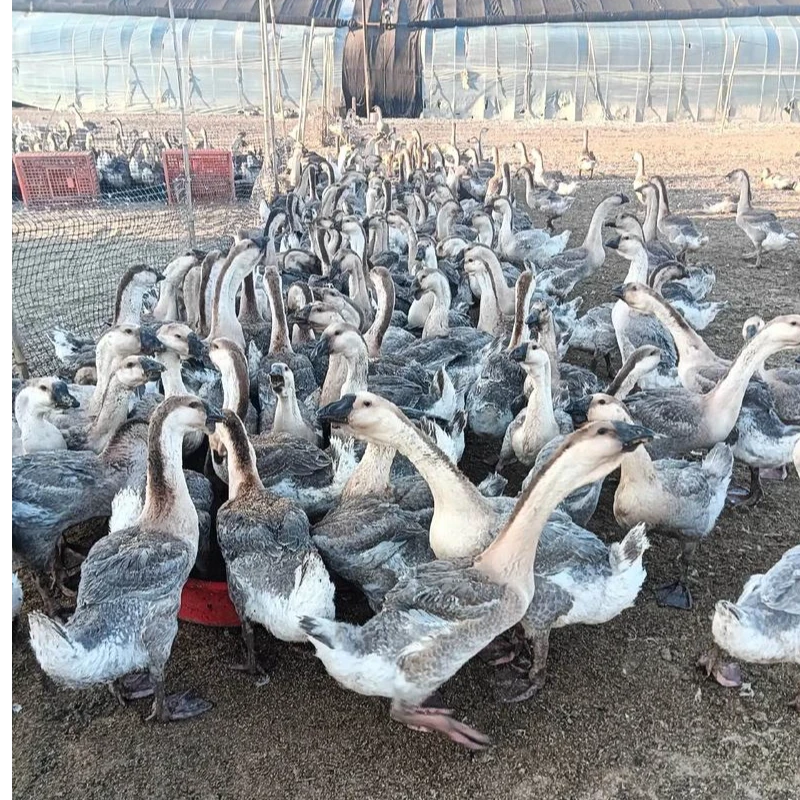 大种灰鹅138元10只带框发货