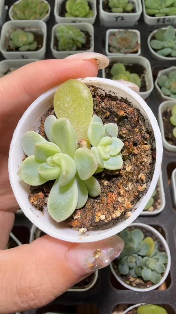 640  T5000多肉植物