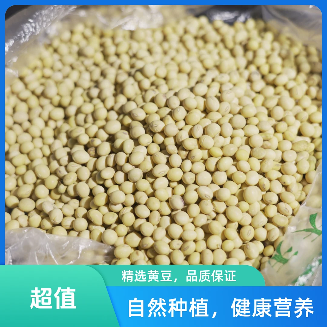 农家制作豆黄豆可打豆浆熬粥煲汤颗粒饱满圆润