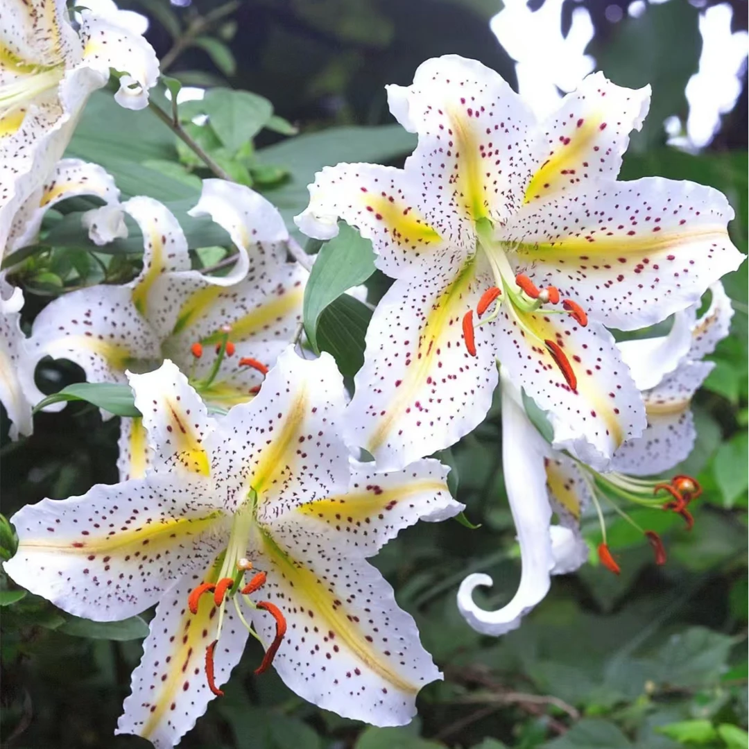 1颗百合种球【天香百合16-18】百合庭院阳台