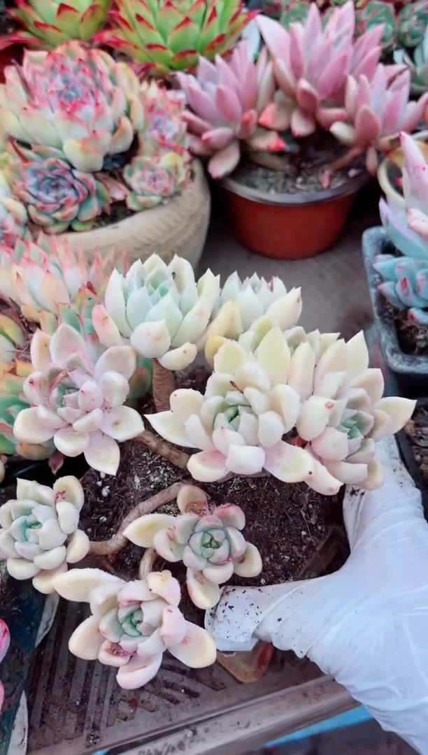 10112多肉植物一物一拍