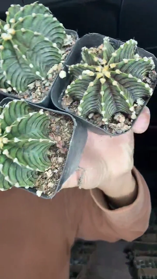 实生纯肋骨三颗9.99