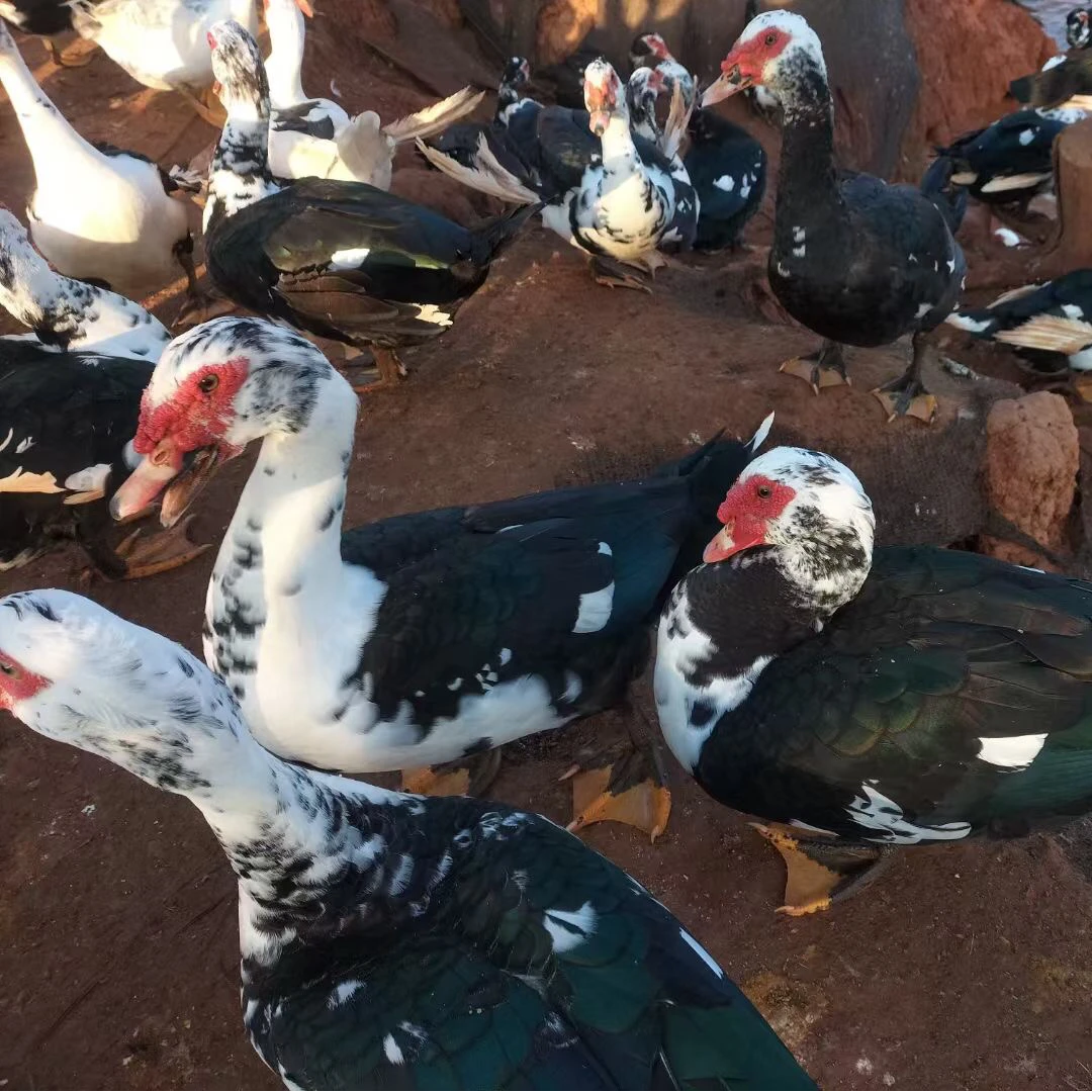 农家散养番鸭两斤番鸭