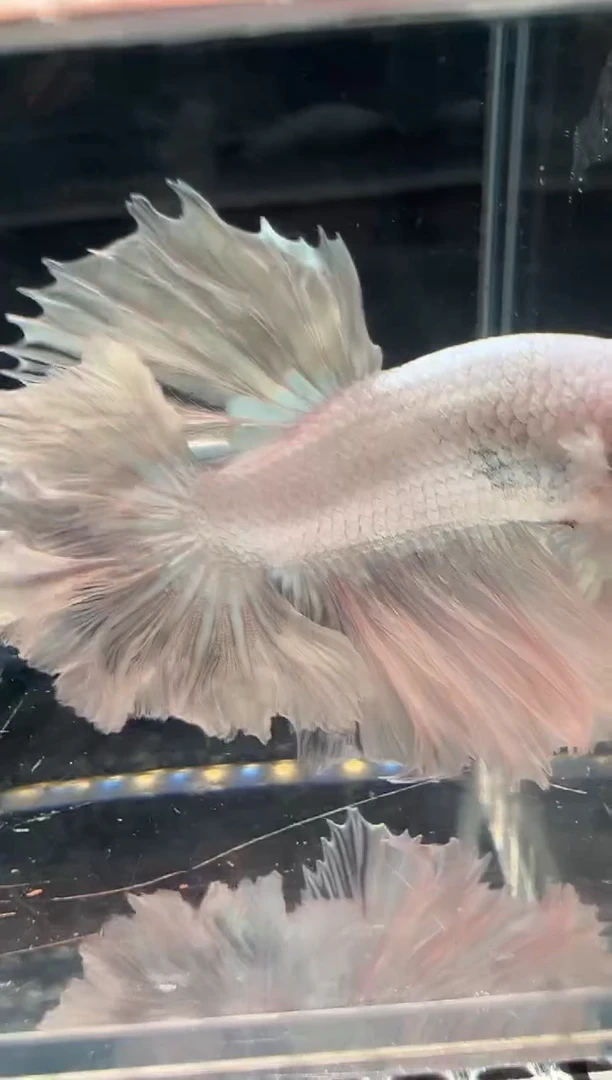 斗鱼斗鱼绣球大耳朵