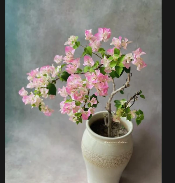 { 绿樱 } 原生盆苗 爬藤飘枝垂吊