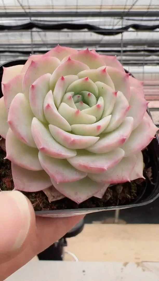 【闪购商品】新款多肉-97