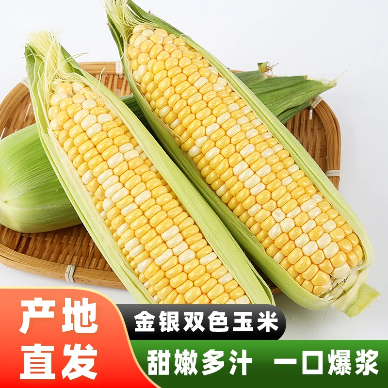 【水果玉米】2025当季云南新鲜水果玉米甜玉米农家现摘现发