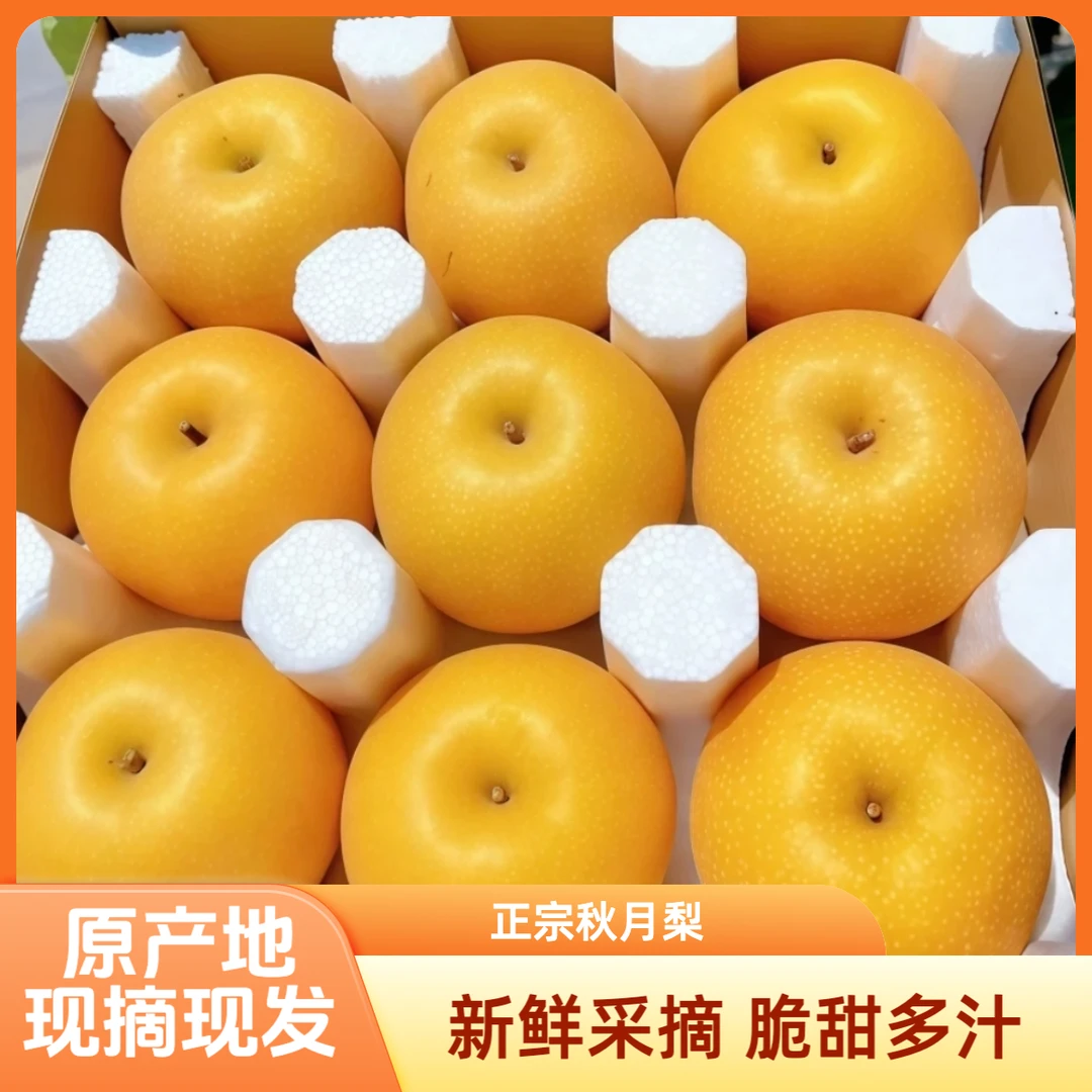 正宗秋月梨现摘现发产地直发脆甜多汁坏果包赔礼盒水果当季热卖z