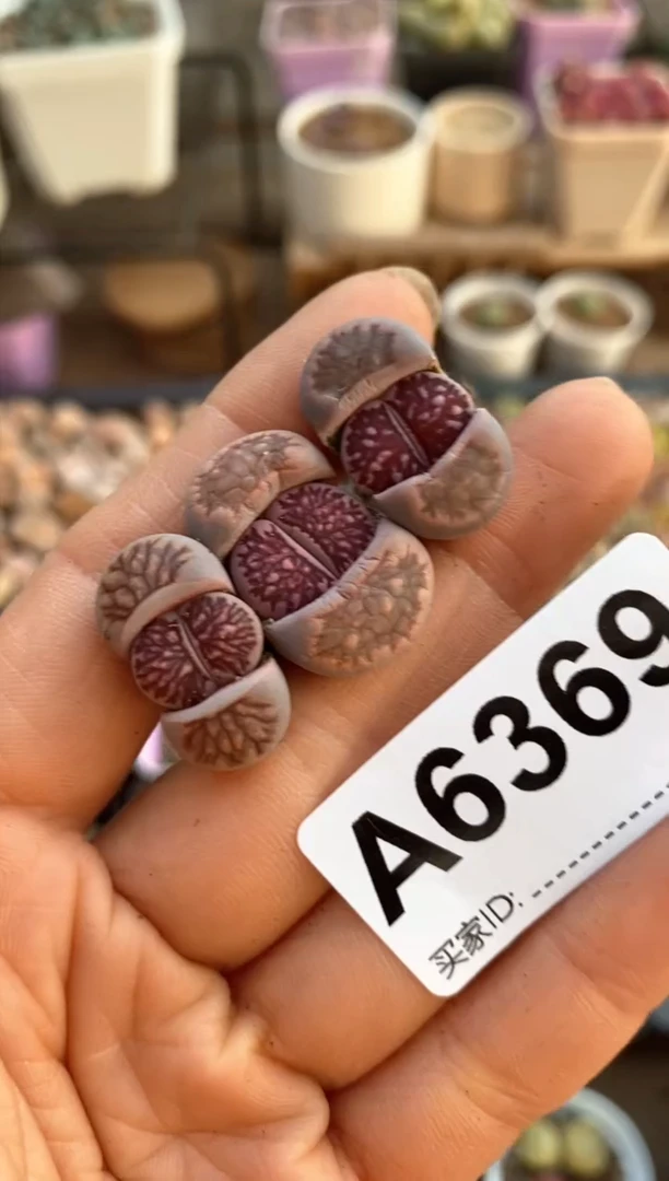 【闪购商品】6369直播一物一拍