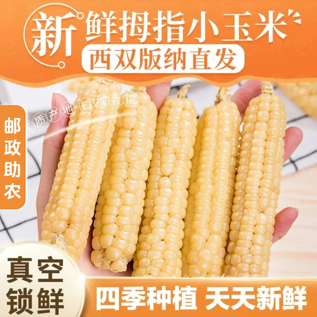 【邮政助农】西双版纳拇指玉米白糯鲜嫩当季新玉米儿童蔬菜粗粮
