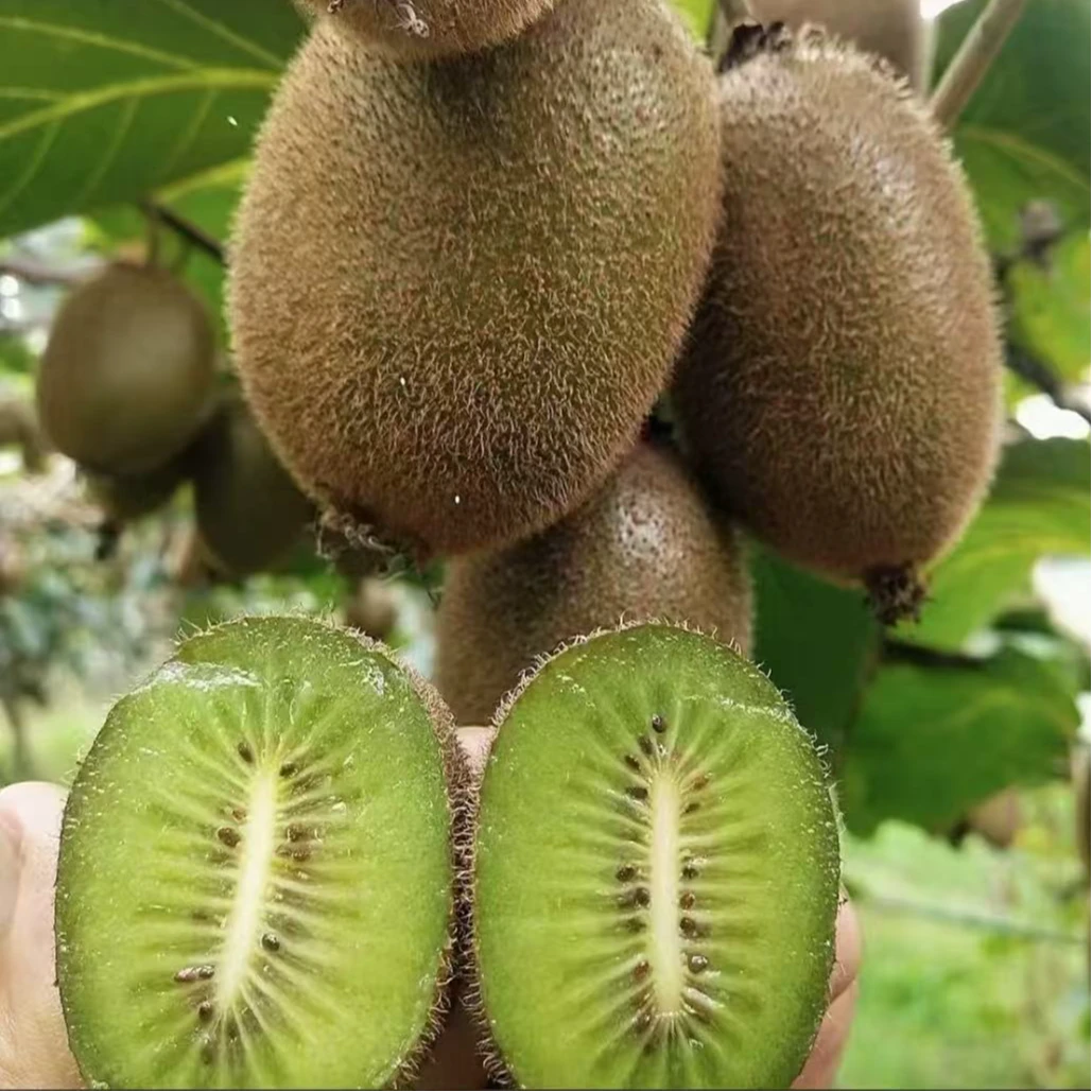 陕西当季新鲜翠香猕猴桃软糯鲜甜纯甜无酸催熟放软食用