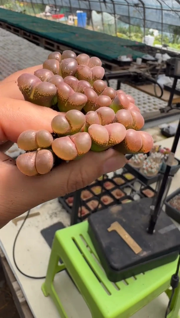 13-19多肉植物一颗