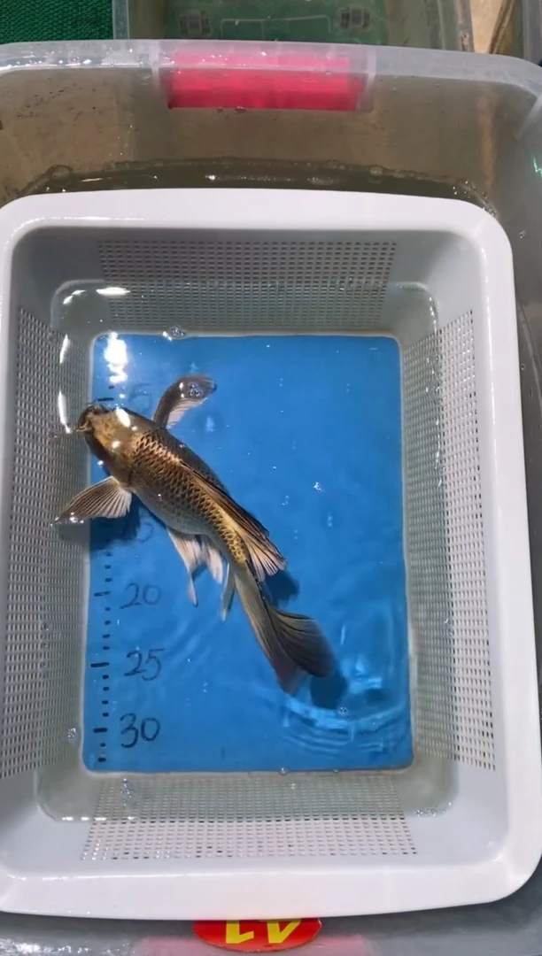 锦鲤  锦鲤蝴蝶鲤鱼拍开箱视频包售后