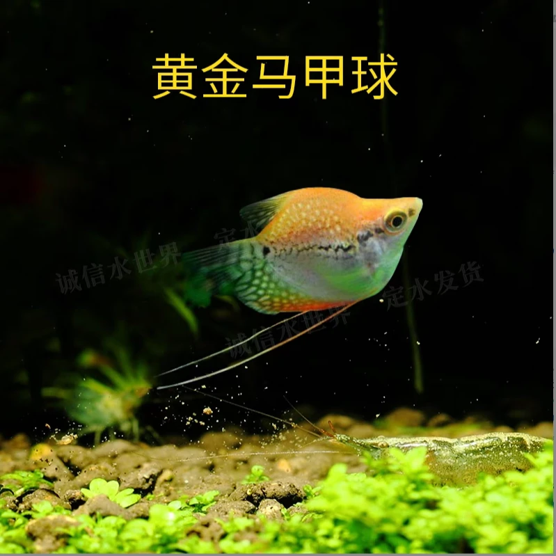【老吴精选好物】黄金马甲球（三单发货）