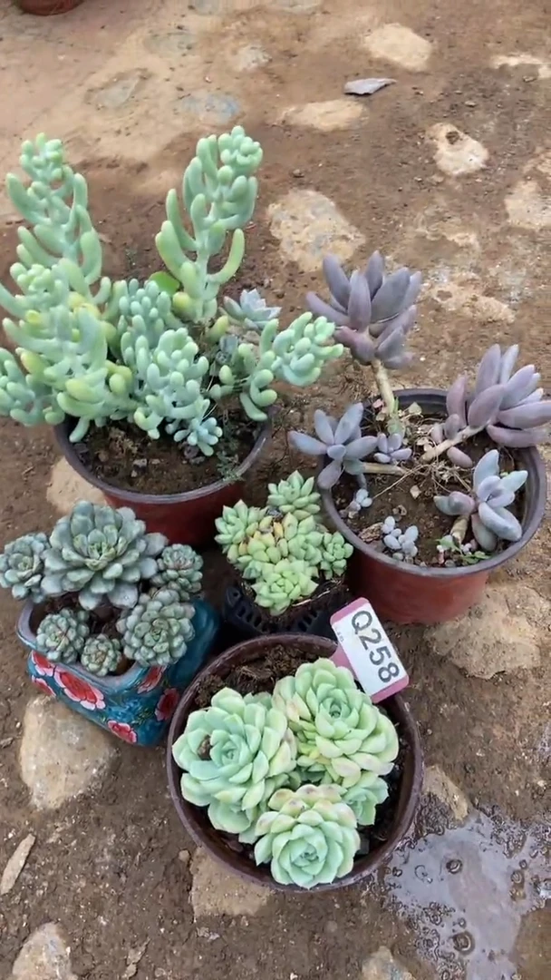 Q258多肉组合默认脱土发货