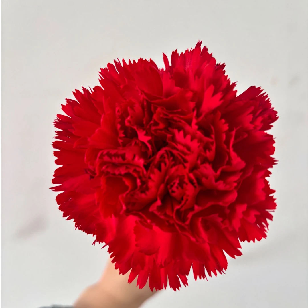 红福康乃馨 云南鲜花 基地直发