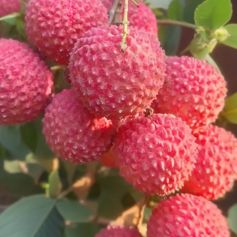 【双福冯老弟】空运桂味荔枝 树熟头茬果 高甜皮薄新鲜