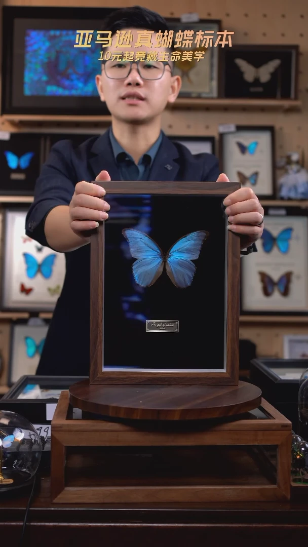 蝴蝶标本摆件竞拍晶闪蝶G68